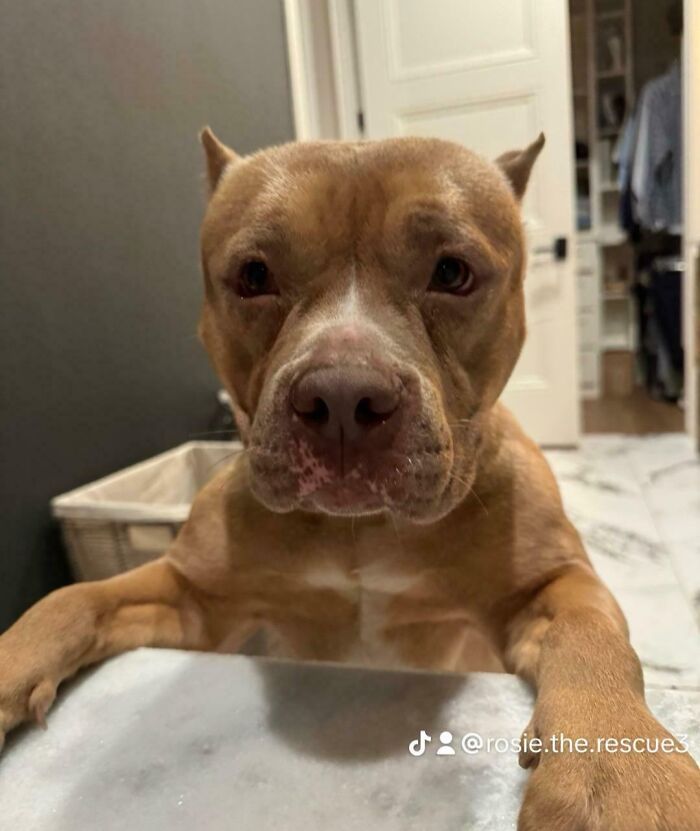 Brown dog with a white snout standing on hind legs, looking curious; adopted pet in January.