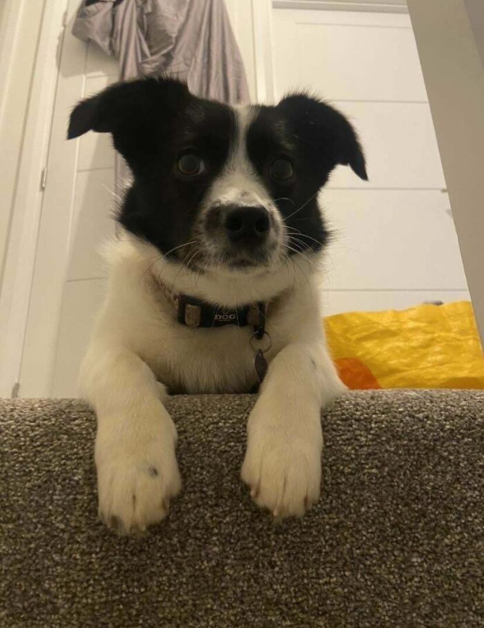 Black and white dog resting on carpeted stairs, representing proud pet adoption.