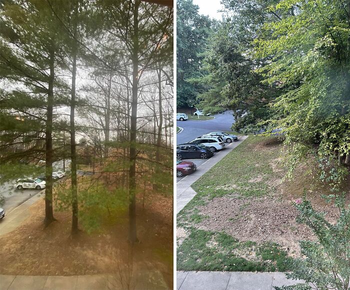 La asociación arrancó tres árboles de la noche a la mañana porque «no parecían estar ordenados»