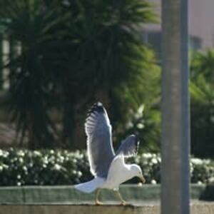 catherine_sas avatar