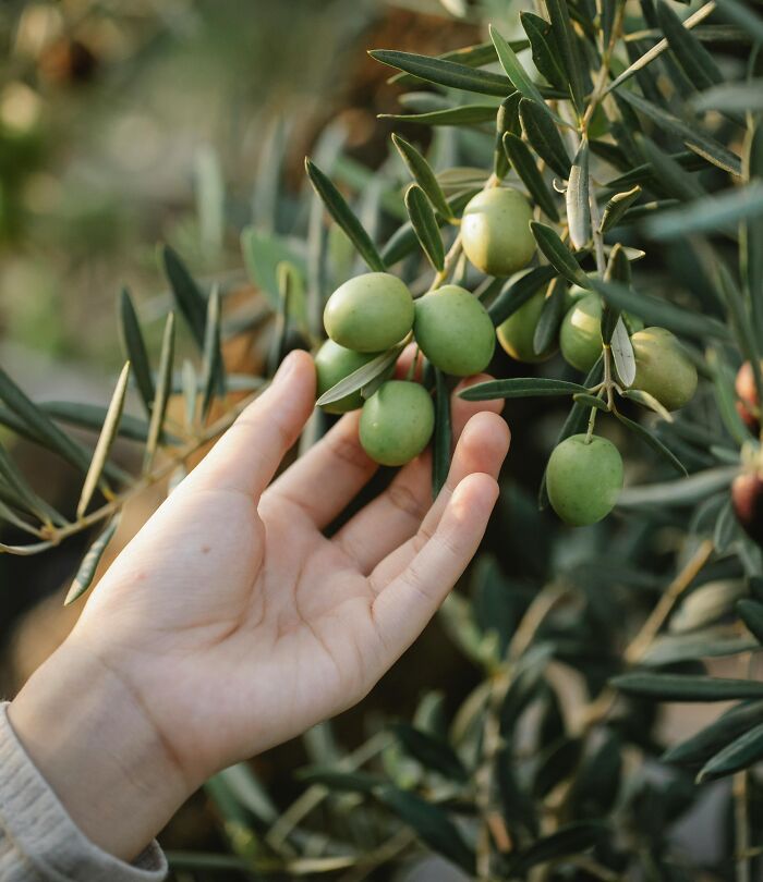 "Hand reaching towards green olives on a tree branch, capturing a moment of nature's weirdly unsolved mysteries."