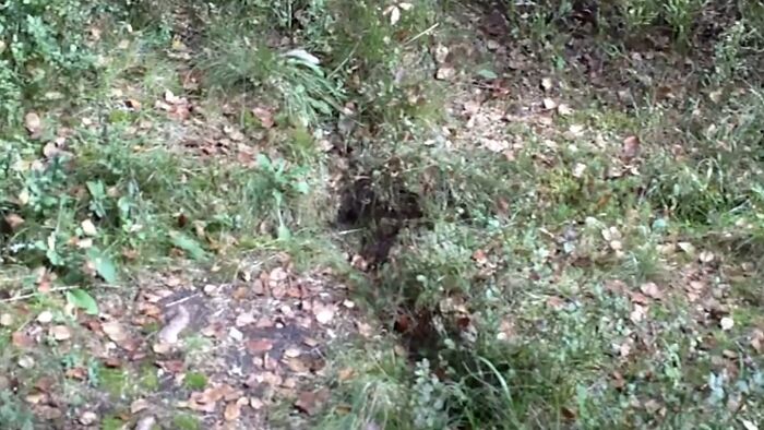 Overgrown forest area with a mysterious narrow path, hinting at an unsolved mystery.