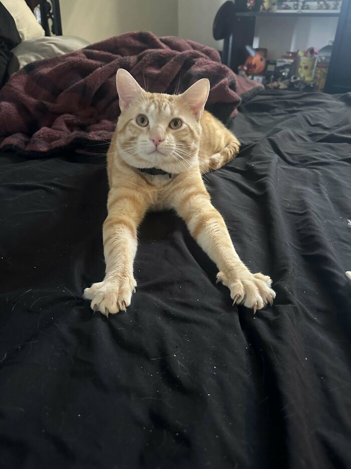 Orange cat stretching on a bed, showing its sharp claws.