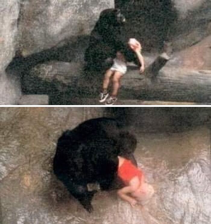 A gorilla gently holds a young child in a historical photo.