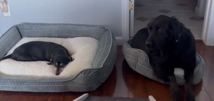 Two dogs on separate beds, appearing comfortable, highlighting a scene related to stolen dog beds.