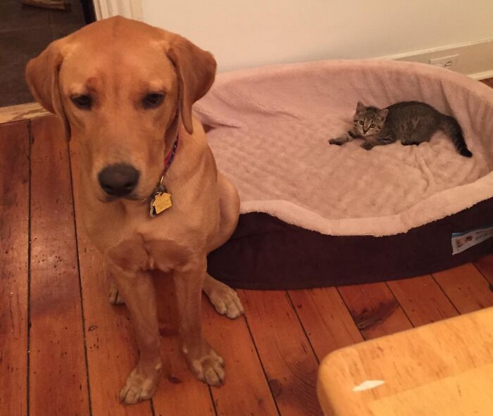 A dog sits beside a dog bed occupied by a kitten, illustrating stolen dog beds.