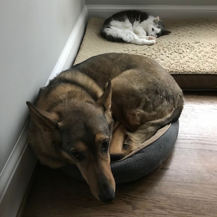 Dog curled up in a small bed while a cat sleeps comfortably on a larger bed, illustrating stolen dog beds.