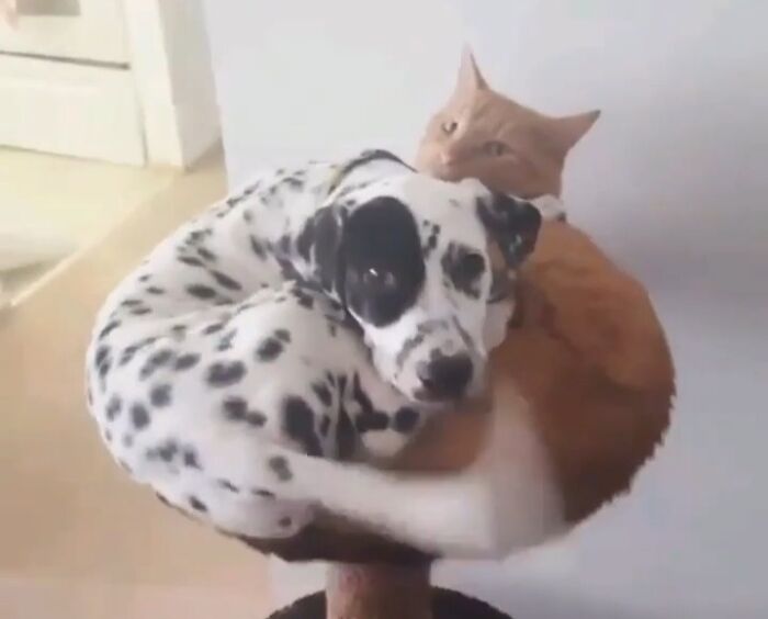 Dalmatian and orange cat snuggled together on a small perch; humorous take on stolen dog beds.