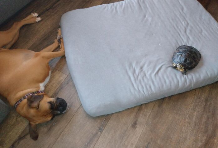 Turtle on large dog bed while dog lies nearby, illustrating stolen dog beds scenario.
