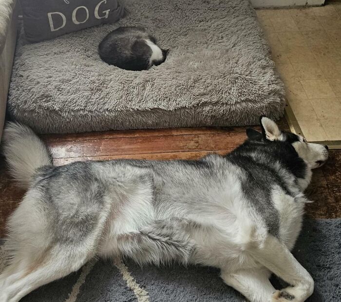 A cat curled up on a fluffy bed labeled "DOG," while a large dog lies on the floor nearby; a playful take on stolen dog beds.
