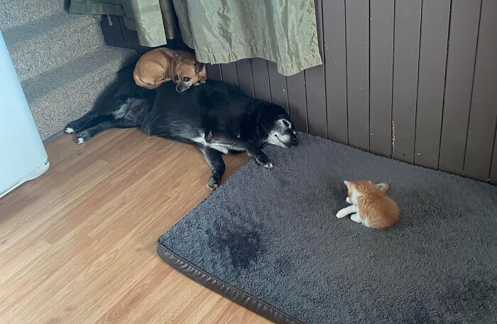 A kitten on a large dog bed while a small dog rests on a big dog, illustrating stolen dog beds.
