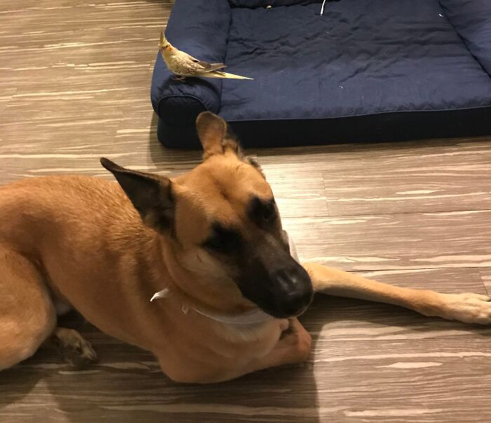 A bird sits on a blue dog bed while a dog lies on the floor, highlighting stolen dog beds.