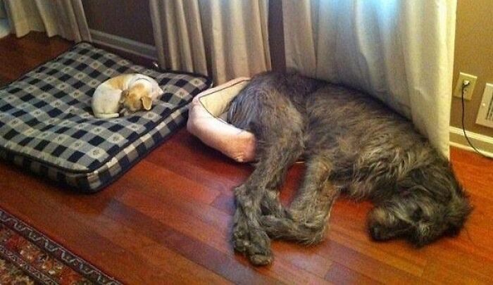 Small dog on large bed, large dog on small bed, showcasing stolen dog beds in a cute mismatched setting.