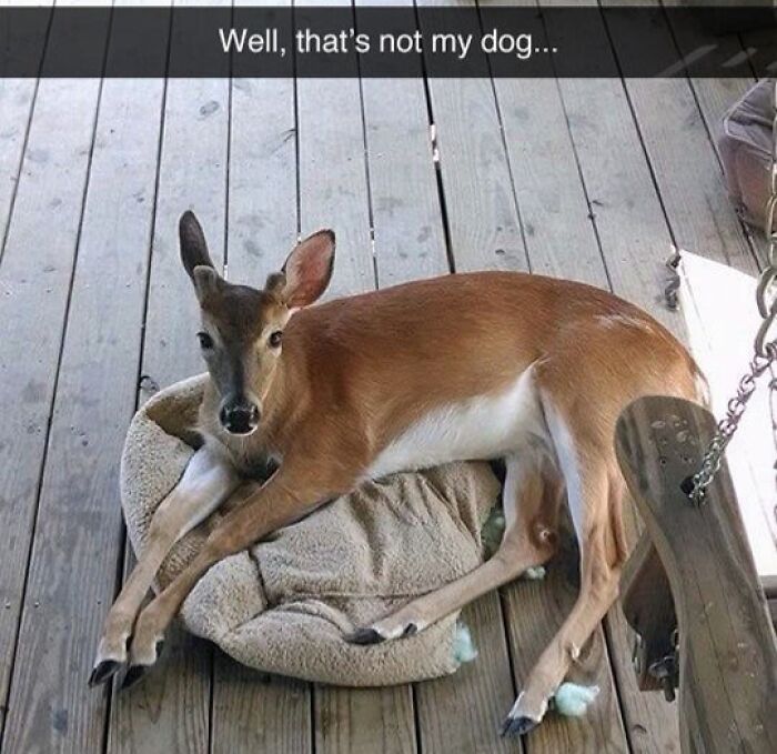 Deer lounging on a dog bed on a wooden porch.