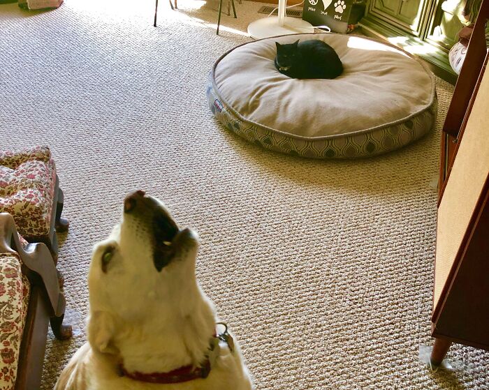 Dog looking annoyed as a cat relaxes on a large pet bed, illustrating stolen dog beds scenario.