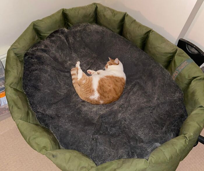 A cat sleeping in a large dog bed, illustrating stolen dog beds use by pets.