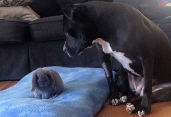 Dog watching a rabbit sitting on a blue stolen dog bed.