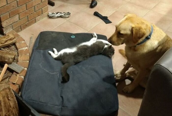 Dog watching a cat sleeping on a dog bed near a fireplace.