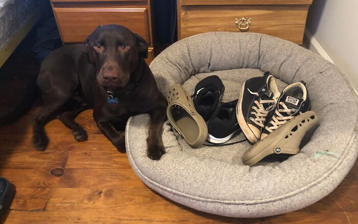 Brown dog sitting beside a dog bed filled with shoes, highlighting stolen dog beds theme.