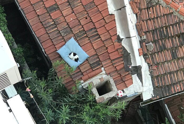Cat lounging on a dog bed atop roof tiles, featuring stolen dog beds theme.
