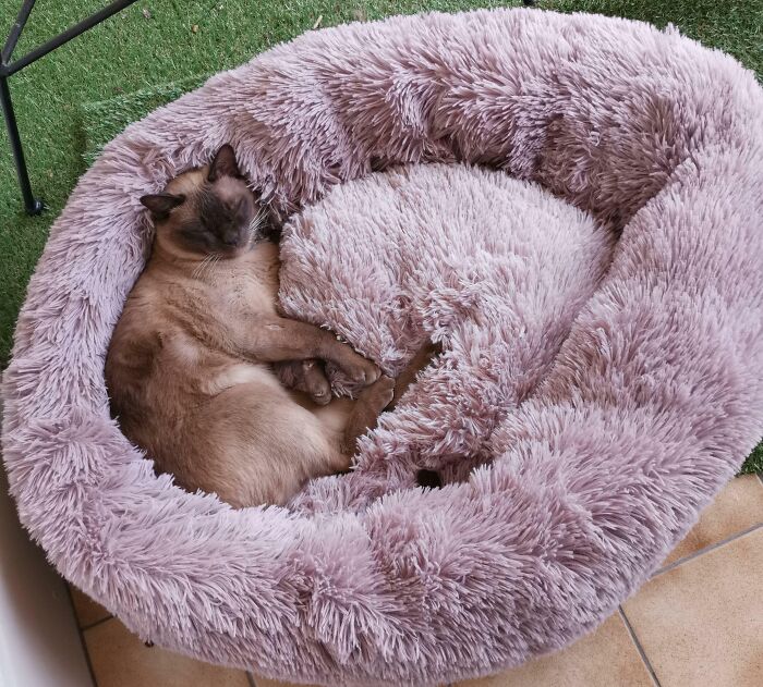 A cat sleeping in a plush, fluffy dog bed on a tiled floor, possibly indicating stolen dog beds use.