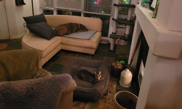 Cat lounging on a dog bed in a cozy living room, illustrating the concept of stolen dog beds.