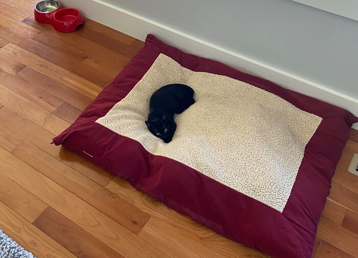 A small black cat resting on a large dog bed beside red pet bowls.