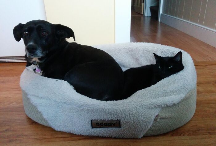 Dog and cat sharing a fluffy dog bed on a wooden floor, illustrating stolen dog beds scenario.