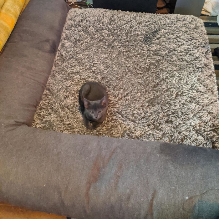 Small cat sitting on a large, fuzzy dog bed, appearing to have 'stolen' the cozy space.