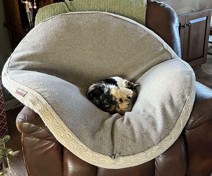 A cat curled up on a large dog bed on a brown armchair, highlighting stolen dog beds use by pets.