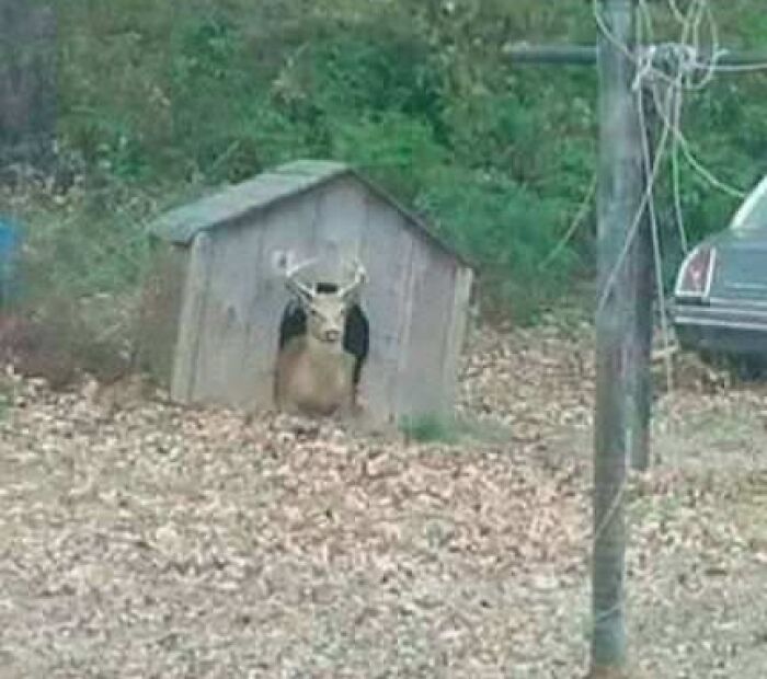 A deer with antlers resting inside a wooden doghouse in a wooded area, resembling stolen dog beds scenario.