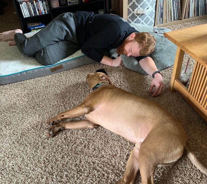 Person asleep on a dog bed beside a large brown dog on the floor, illustrating the concept of stolen dog beds.