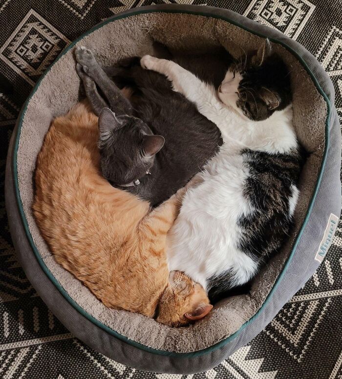 Three cats snuggling in a pet bed intended for stolen dog beds.