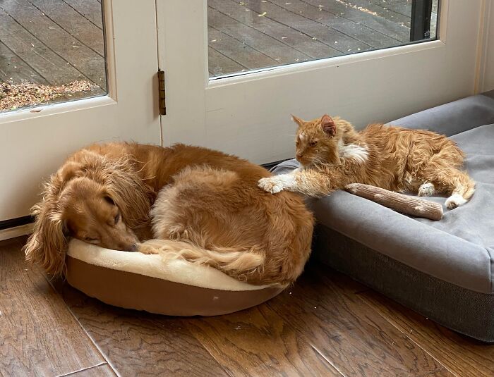 Dog and cat resting on stolen dog beds by a glass door.