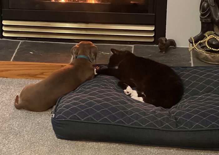 Dog and cat cozy by the fireplace on a stolen dog bed.