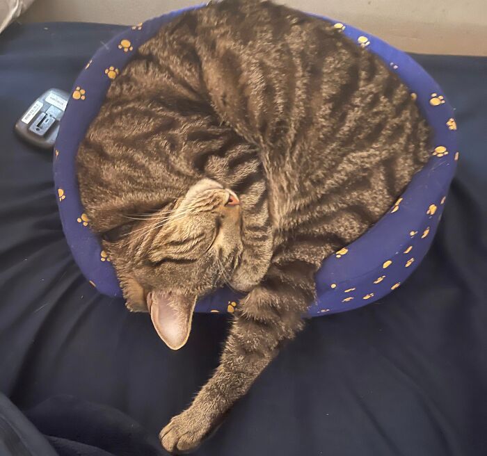 Cat curled up in a small blue bed with paw prints, resembling stolen dog beds.
