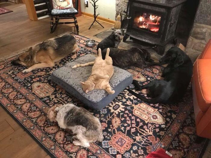 A cat on a stolen dog bed with five dogs around it in a cozy room with a fireplace.