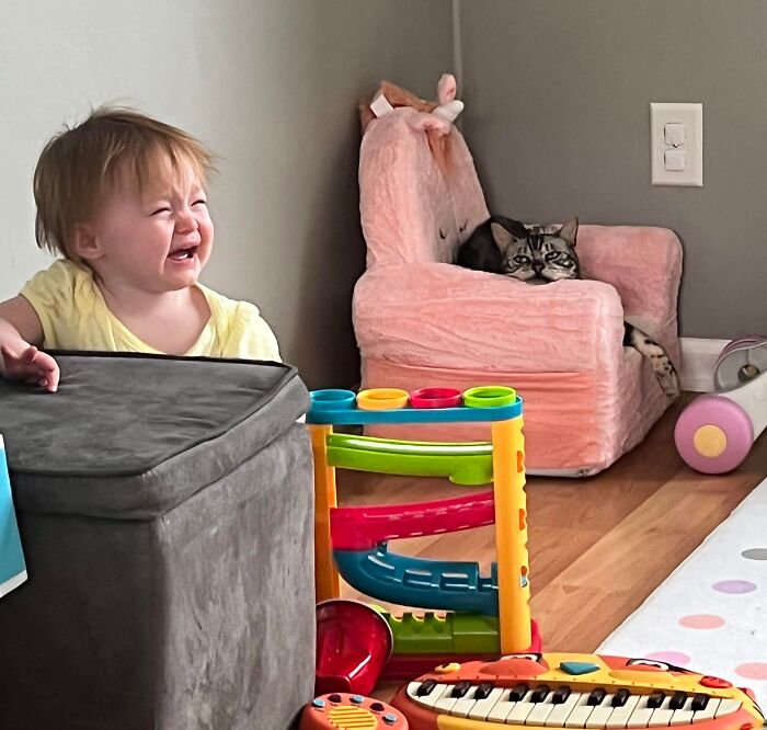 A cat occupies a pink chair while a toddler cries nearby, surrounded by toys. Stolen dog beds theme.