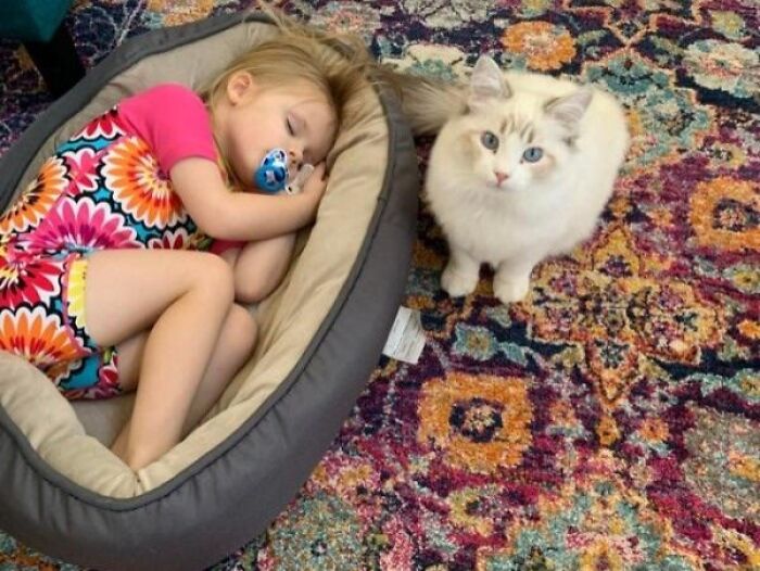 Child napping in a dog bed with a curious cat nearby on a colorful rug. Stolen dog beds are versatile and cozy.