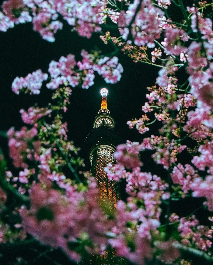 Cherry blossoms framing a lit tower at night, showcasing interesting Japan pics.
