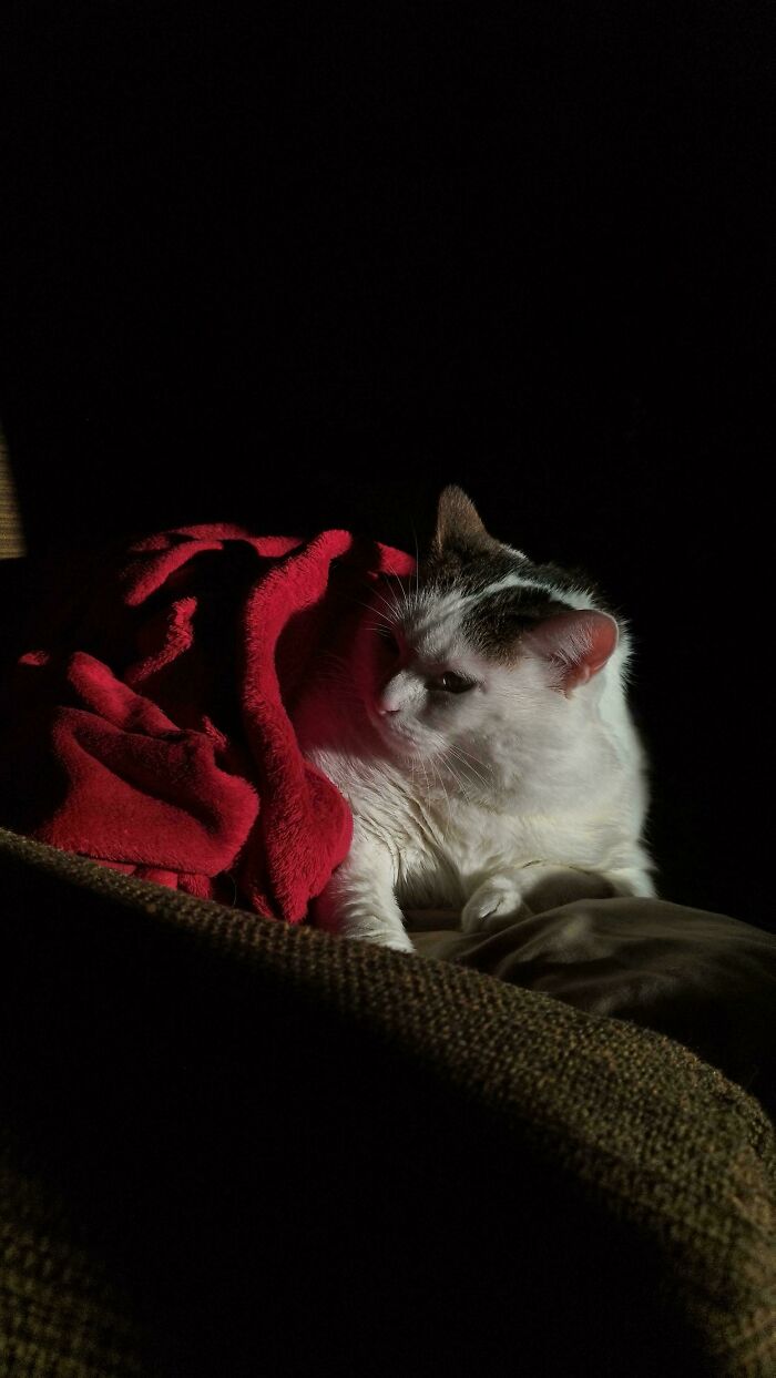 White cat draped in red blanket illuminated by light, evoking an accidental renaissance painting.