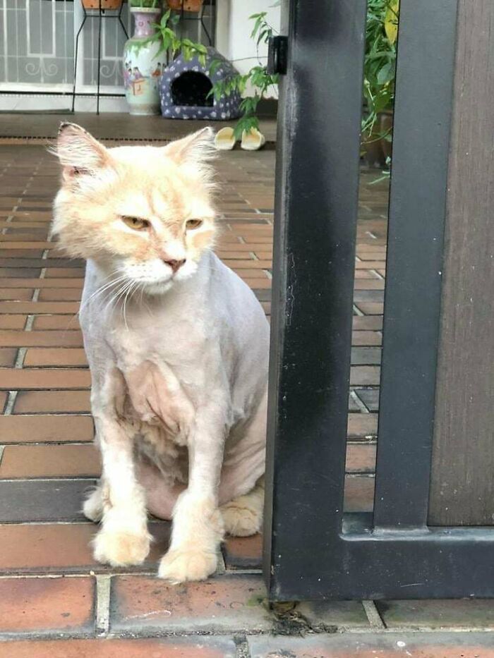 A cat with an unfortunate haircut, shaved on its body but with a fluffy head, sitting on a brick patio.