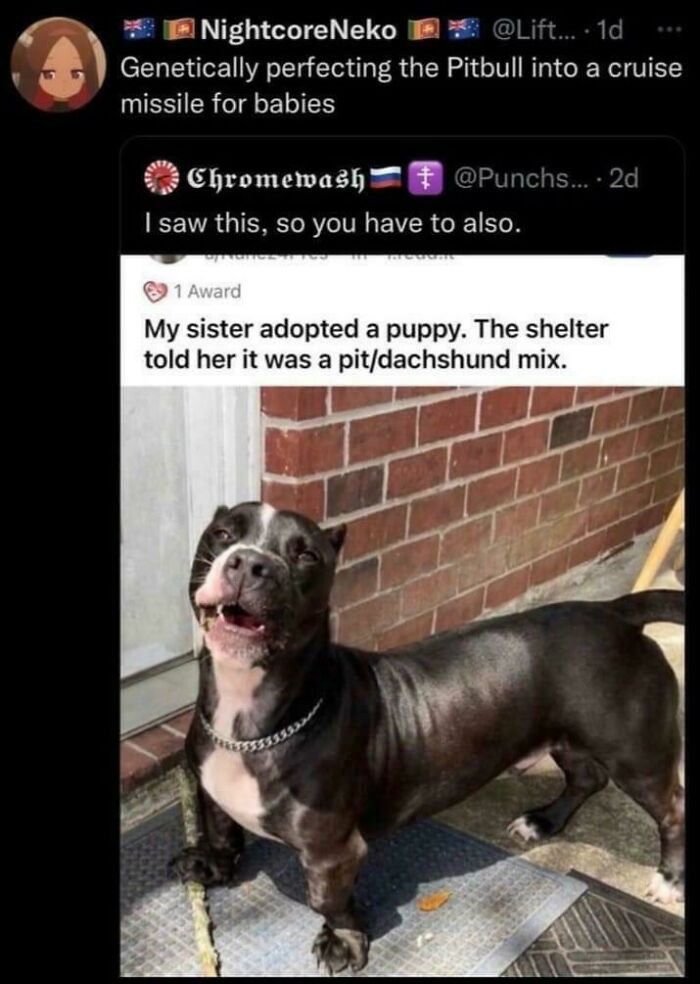 Screenshot of a tweet about a unique pit/dachshund mix dog with a humorous comment about genetically perfecting pitbulls.
