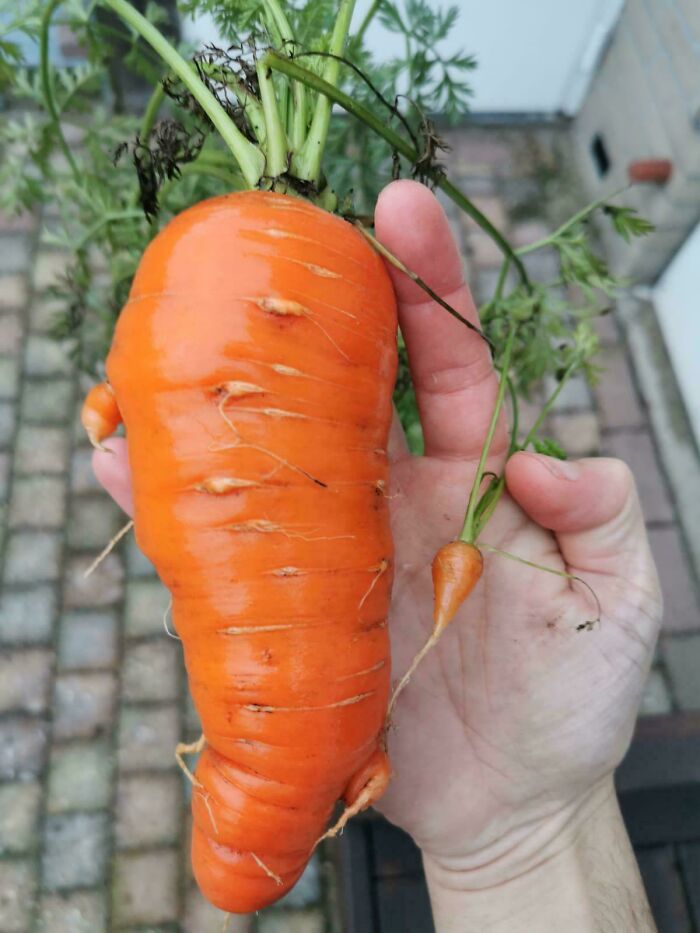Hand holding a giant carrot next to a tiny carrot, illustrating hilarious harvesting pics with size differences.