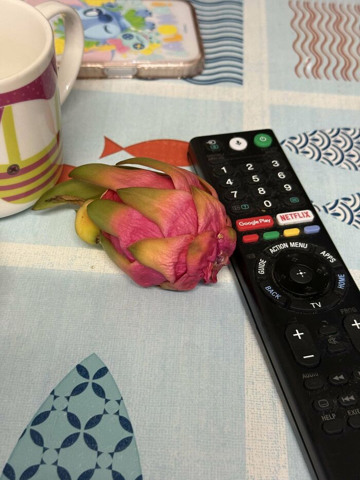 Small dragon fruit placed next to a TV remote on a patterned tablecloth, highlighting harvesting size comparison.