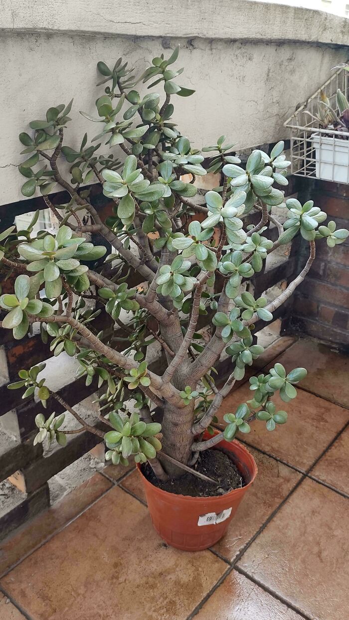 Large jade plant found while dumpster diving, thriving in a red pot on a tiled terrace.