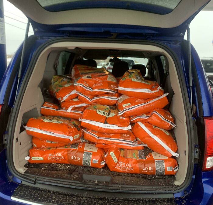 Bags of sunflower seeds in a car trunk, a lucky find from dumpster diving.