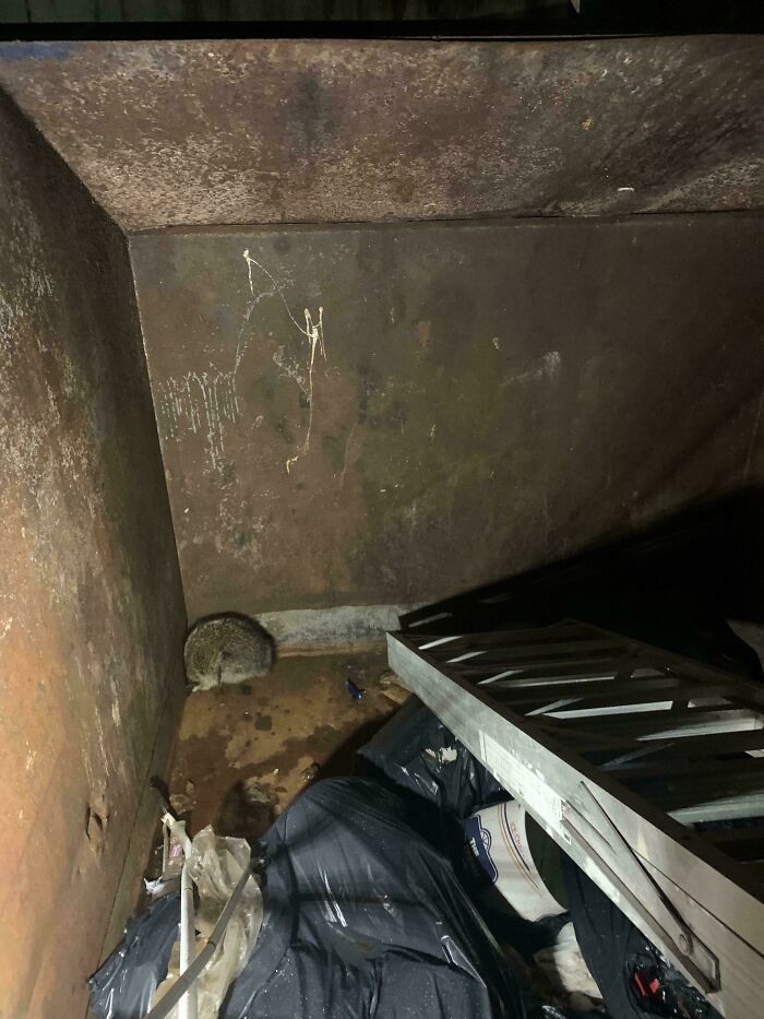 Dumpster diving scene with trash bags, a ladder, and a raccoon in a corner.