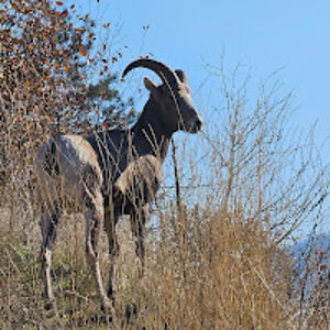 jerriannfiddler avatar