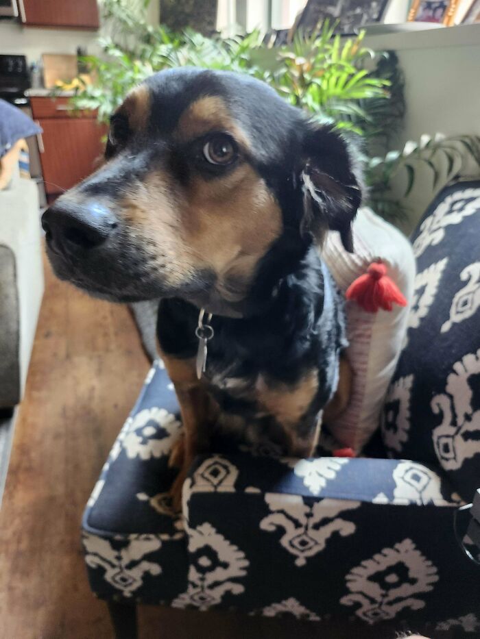 A puzzled dog sits on a patterned chair, looking curious and slightly confused.